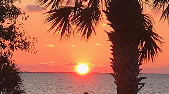 a palm tree close up in the foreground with a bright orange sunset right at the waterline