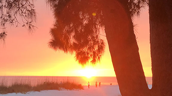 the sun setting into the ocean behind a palm tree with a pink sky
